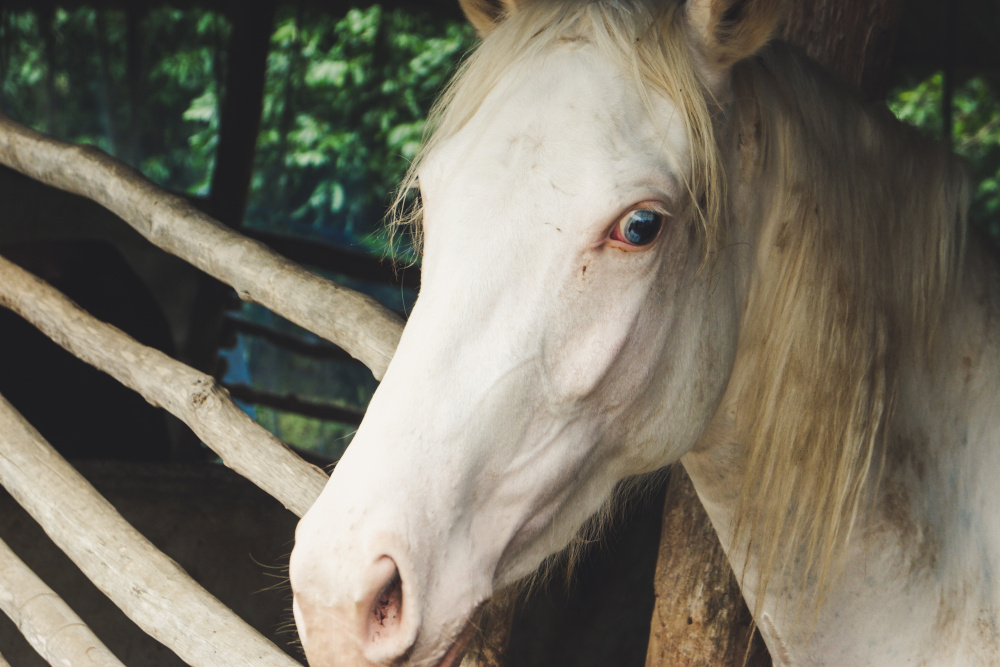American White Quarter Horse