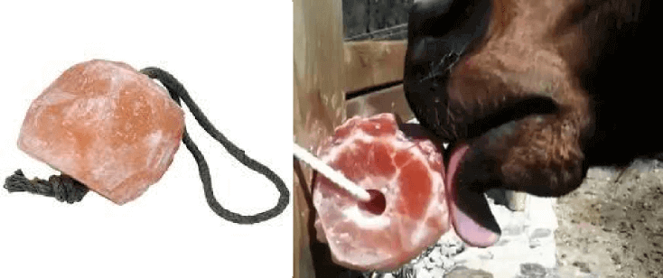 Sale Himalaya per Cavallo