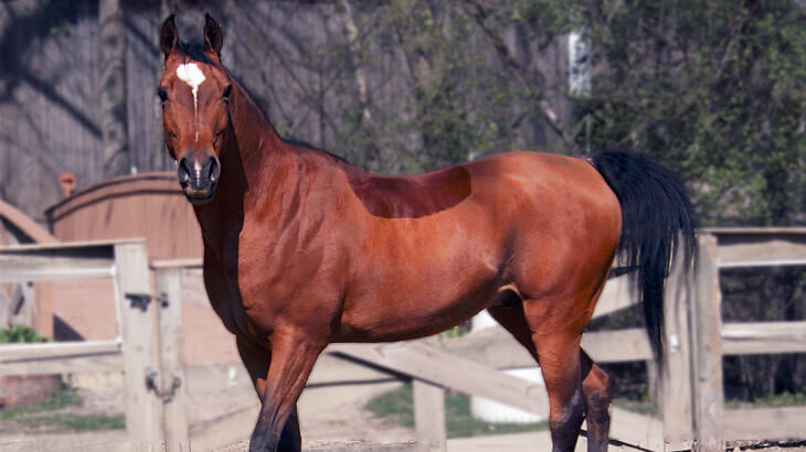 cavallo tosato