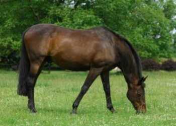 L’apparato digerente del Cavallo