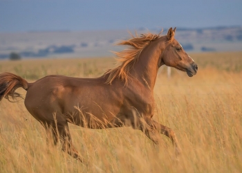 Il Cavallo Arabo